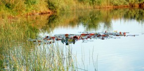 Seerosen in einem Waldteich