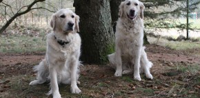 Jule und Maya im Wald